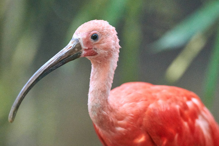 朱红ibis尤多西姆斯鲁伯