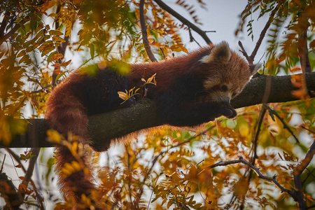 红熊猫Alurus Fulgens