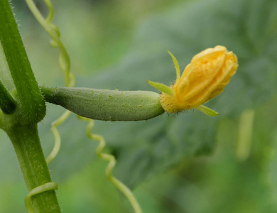 蔬菜果实青叶黄花的黄瓜蔬菜的果实摄影图