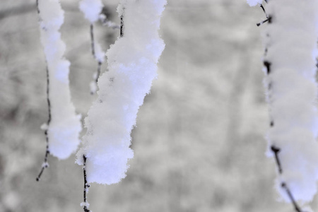 奇怪的树枝覆盖着雪冬的概念