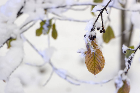 奇怪的树枝覆盖着雪冬的概念