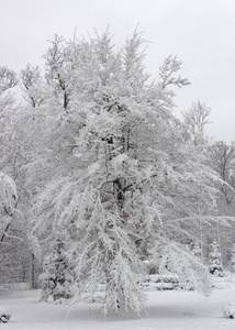 奇怪的树枝覆盖着雪冬的概念