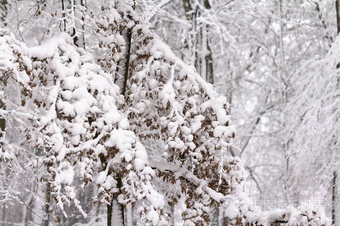 奇怪的树枝覆盖着雪冬的概念