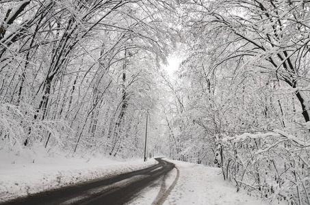 雪中的树木美丽的冬季景观乌克兰基辅2018年12月14日