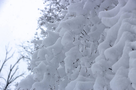 奇怪的树枝覆盖着雪冬的概念