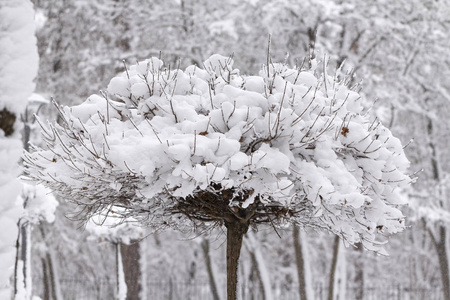 奇怪的树枝覆盖着雪冬的概念