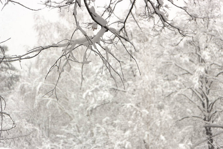 奇怪的树枝覆盖着雪冬的概念