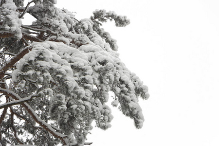 雪覆盖针叶树枝条冬季霜冻新鲜背景