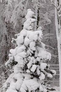 雪覆盖针叶树枝条冬季霜冻新鲜背景