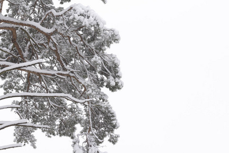 雪覆盖针叶树枝条冬季霜冻新鲜背景