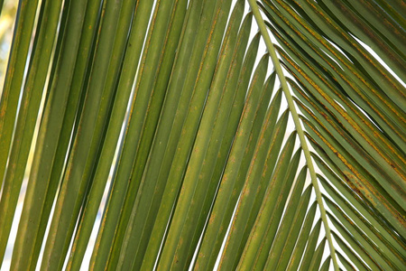 绿色棕榈叶为背景