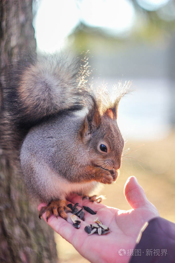 吃坚果的松鼠野生动物公园啮齿动物家族