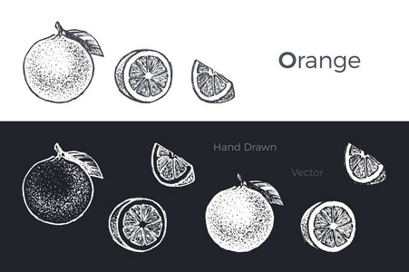 手绘的橘子和葡萄柚。新鲜水果套餐