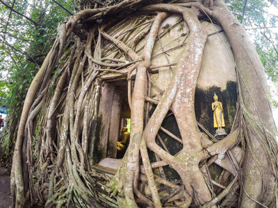 寺庙覆盖着榕树的根，在瓦邦，功夫寺，Samut，Songkhram，泰国