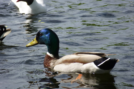 鸭子在湖里图片