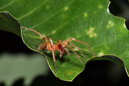 这些蜘蛛是危险的,有类似于棕色隐士蜘蛛的毒液.照片