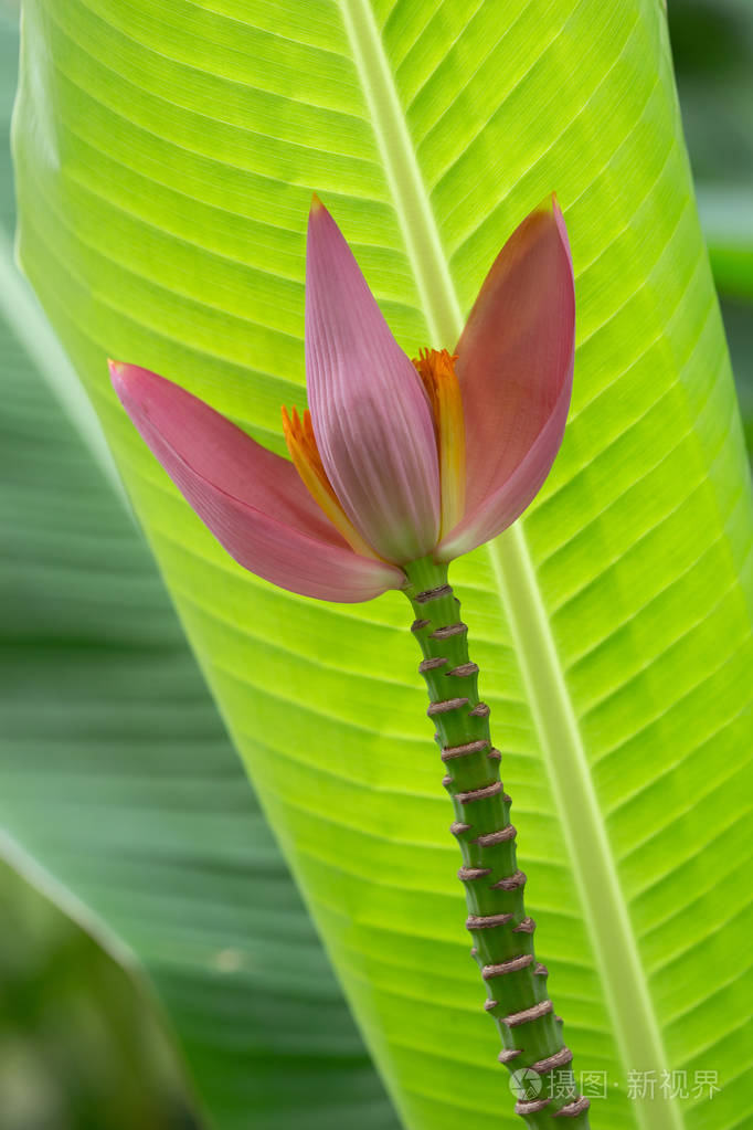 花园里的粉红色香蕉花