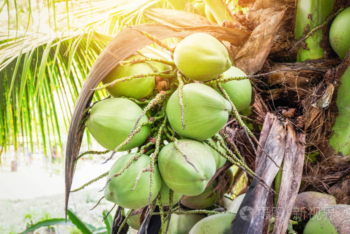 椰子树新鲜的绿色椰子棕榈树热带水果种植在花园里夏天的水果