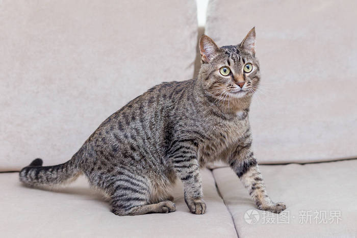 家中一只可爱的灰猫的画像