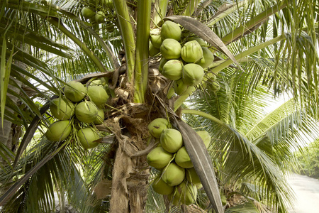 泰国椰子树椰子树椰子丛
