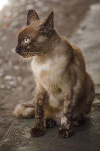 棕色猫坐在地板上。