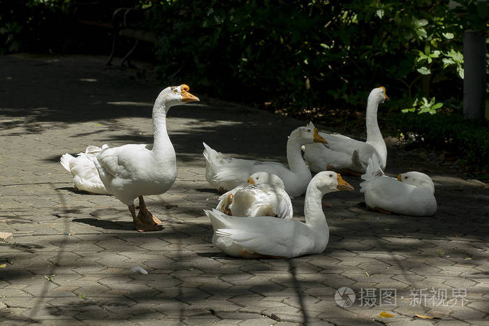 鹅在树荫下的地上 照片 正版商用图片15u4e0 摄图新视界
