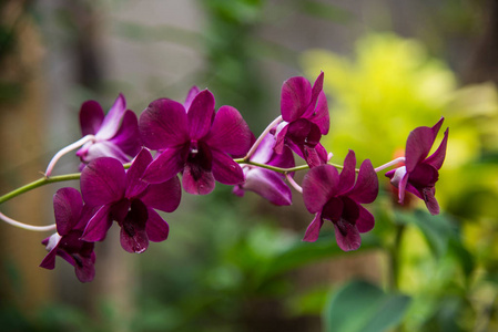 自然界中的紫色兰花。