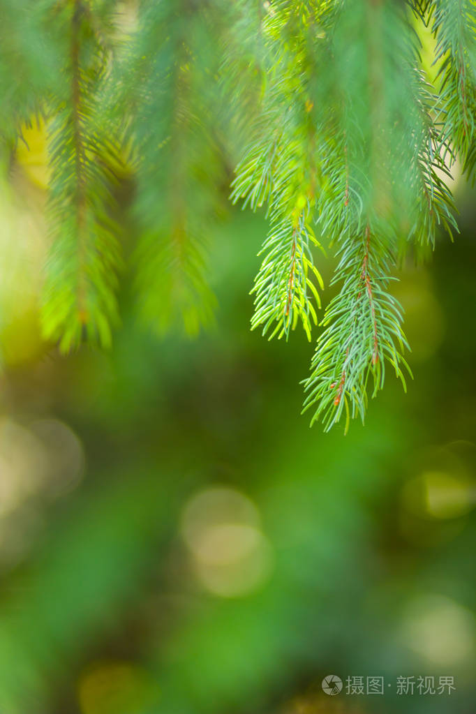 背景模糊的圣诞树树枝云杉针在绿色背景上与博克圣诞卡的空白晴天针叶