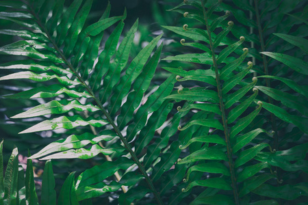 热带森林自然背景图像中的大蕨类植物