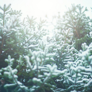 美丽的毛茸茸的杉树枝，冬天覆盖着雪，圣诞节在森林里的大自然上。 复制空间。