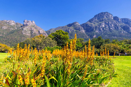 开普敦Kirstenbosch植物园背景中的黄色花朵和美丽的山脉