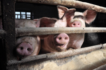 在一个农场里喂猪出售照片