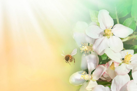 春天的蓝色背景，有鲜花和蜜蜂。文本展示空间。