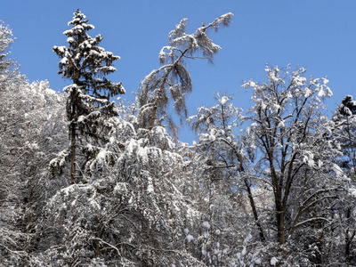 捷克共和国波西米亚摩拉维亚高地上的白雪公主