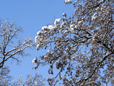 捷克共和国波西米亚摩拉维亚高地的白雪公主