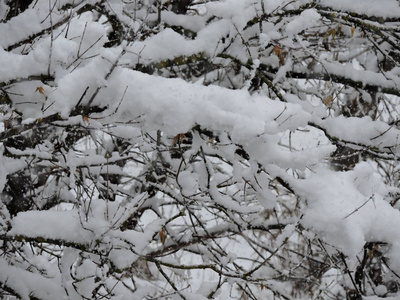 树枝上的雪