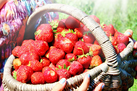 把草莓放在篮子里