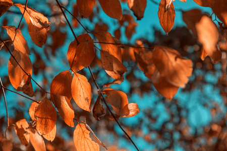 秋天留下自然多彩的背景