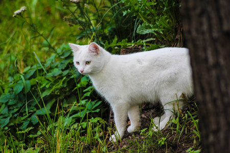 可爱的毛茸茸的猫在街上