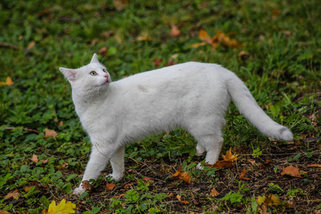 可爱的毛茸茸的猫在街上