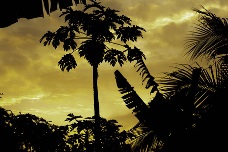 木瓜树香蕉树和椰子树的剪影在傍晚橙色的天空后面。