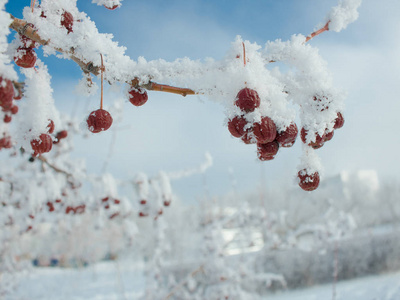 一根长满雪霜的红苹果的树枝。 冬天的霜冻。 主要是多云。