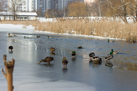 一群野鸭在城市的一个冬湖上