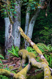 白色树干与苔藓老树枝和树干在地面上