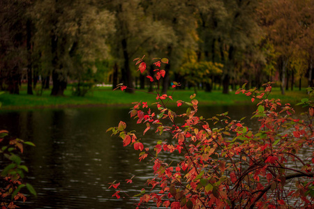 秋天公园里美丽的湖。 大自然
