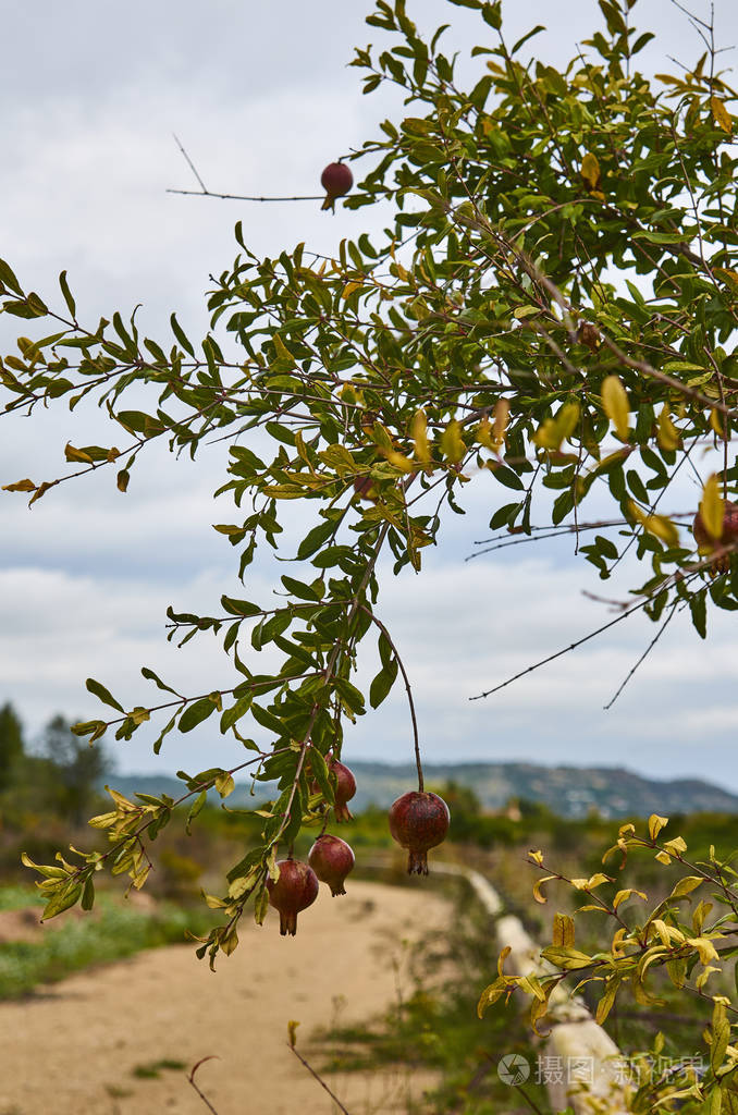 石榴果实生长在绿枝上