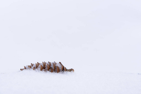 云杉锥在冬天的雪中洒满了雪。