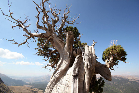 目的地树高图片