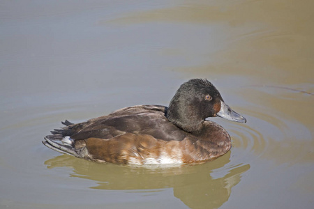 s Pochard, Aythya baeri on the water