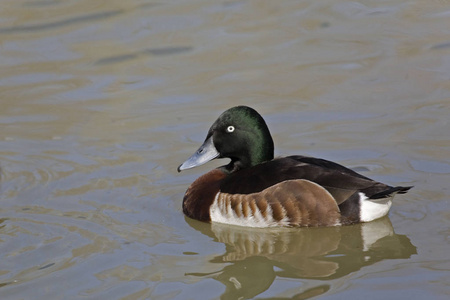 s Pochard, Aythya baeri